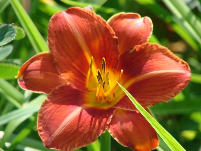 h. veliki cvijet
